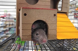 Rat Nest
