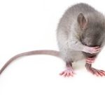 A Short History about Rats