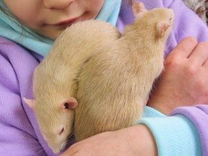 Child cuddling two pet rats